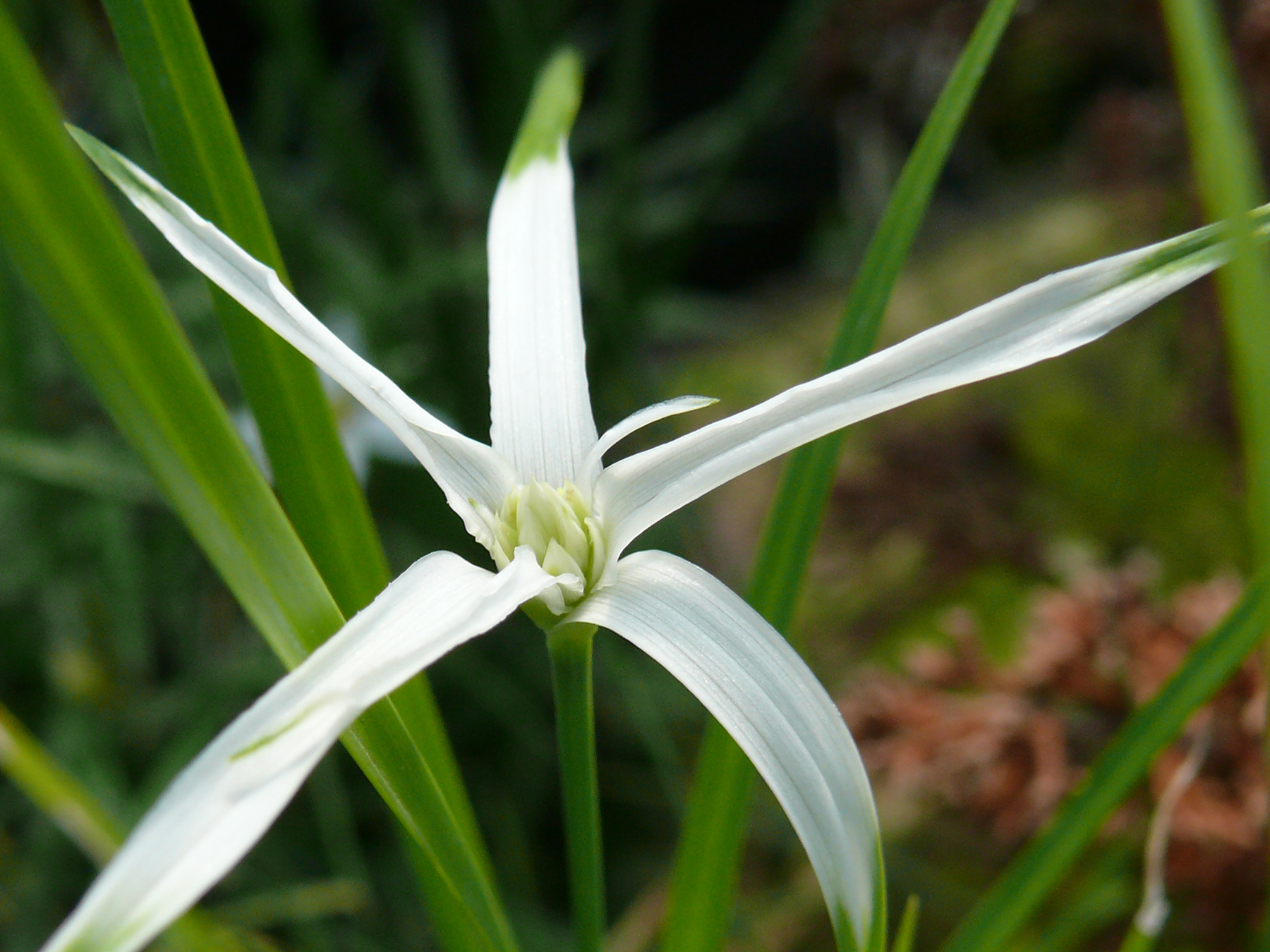 Fleurs de Dichromena colorata, l'herbe aux étoiles