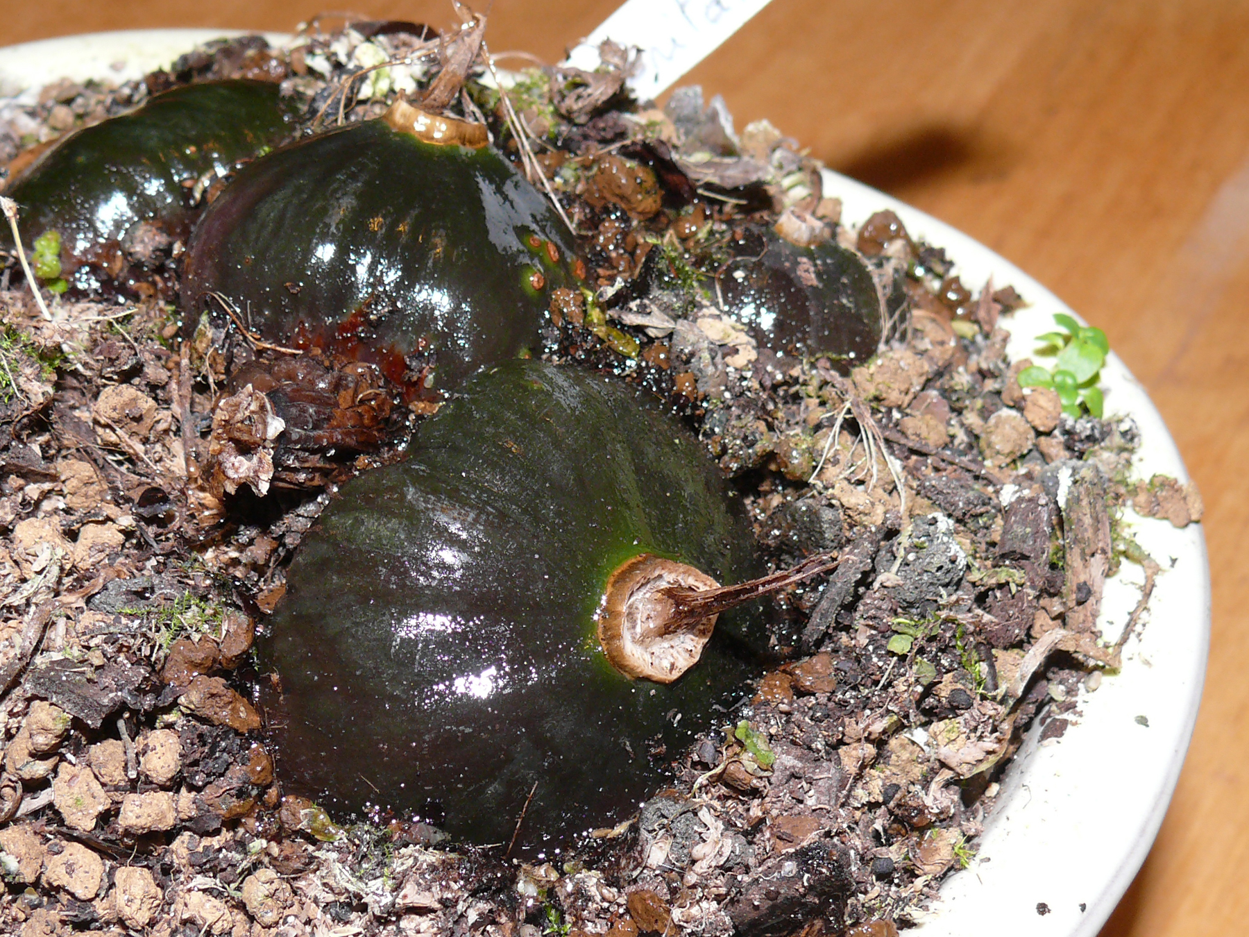 hivernage des pleiones petit-arbre.com