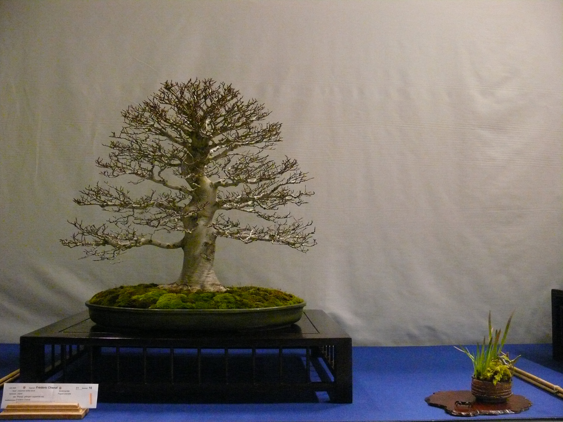 Fagus crenata de F. Chenal Noelanders Trophy 2014