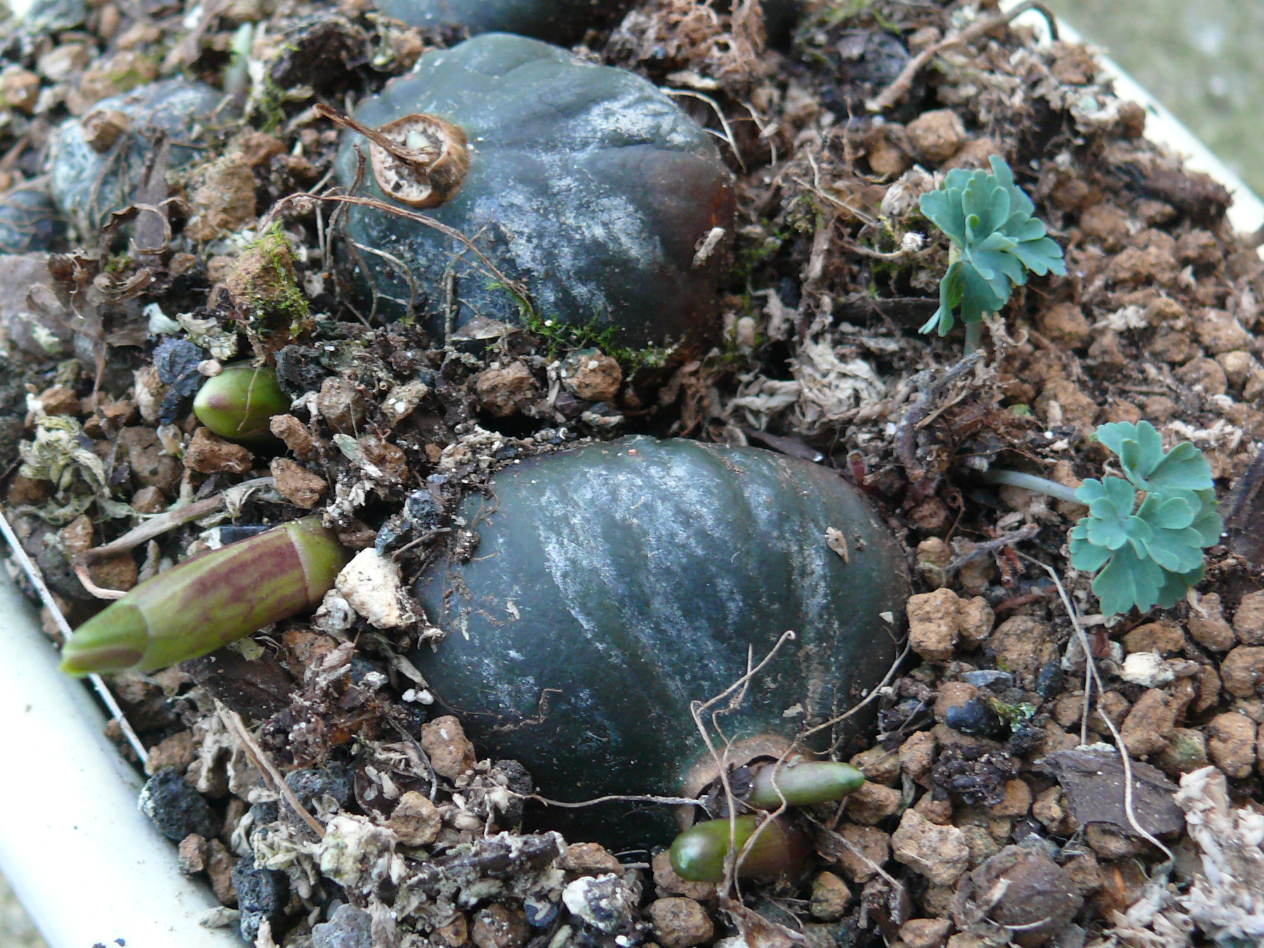 Pleione au printemps 2014