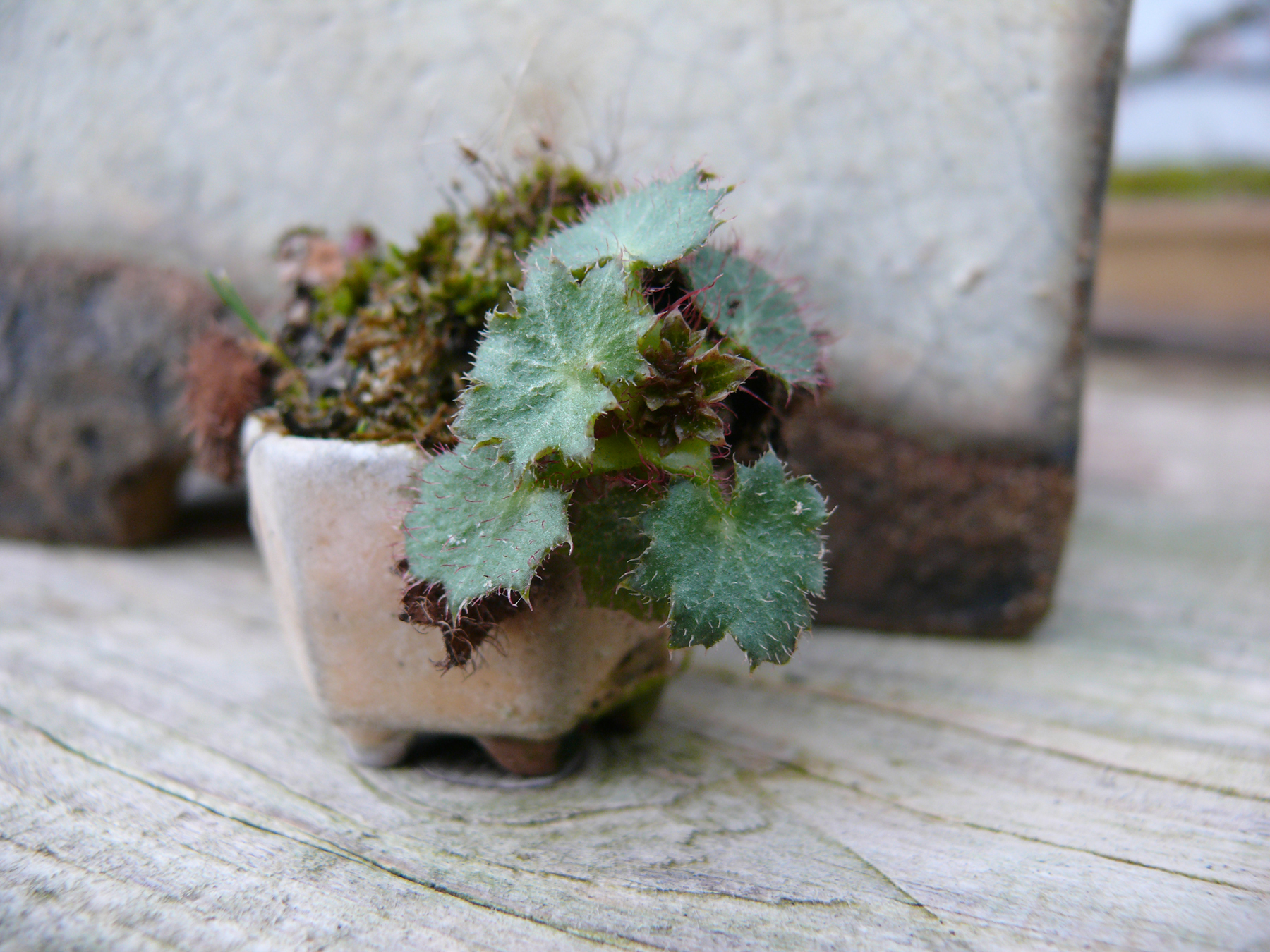 Mini kusamono de Saxifrage