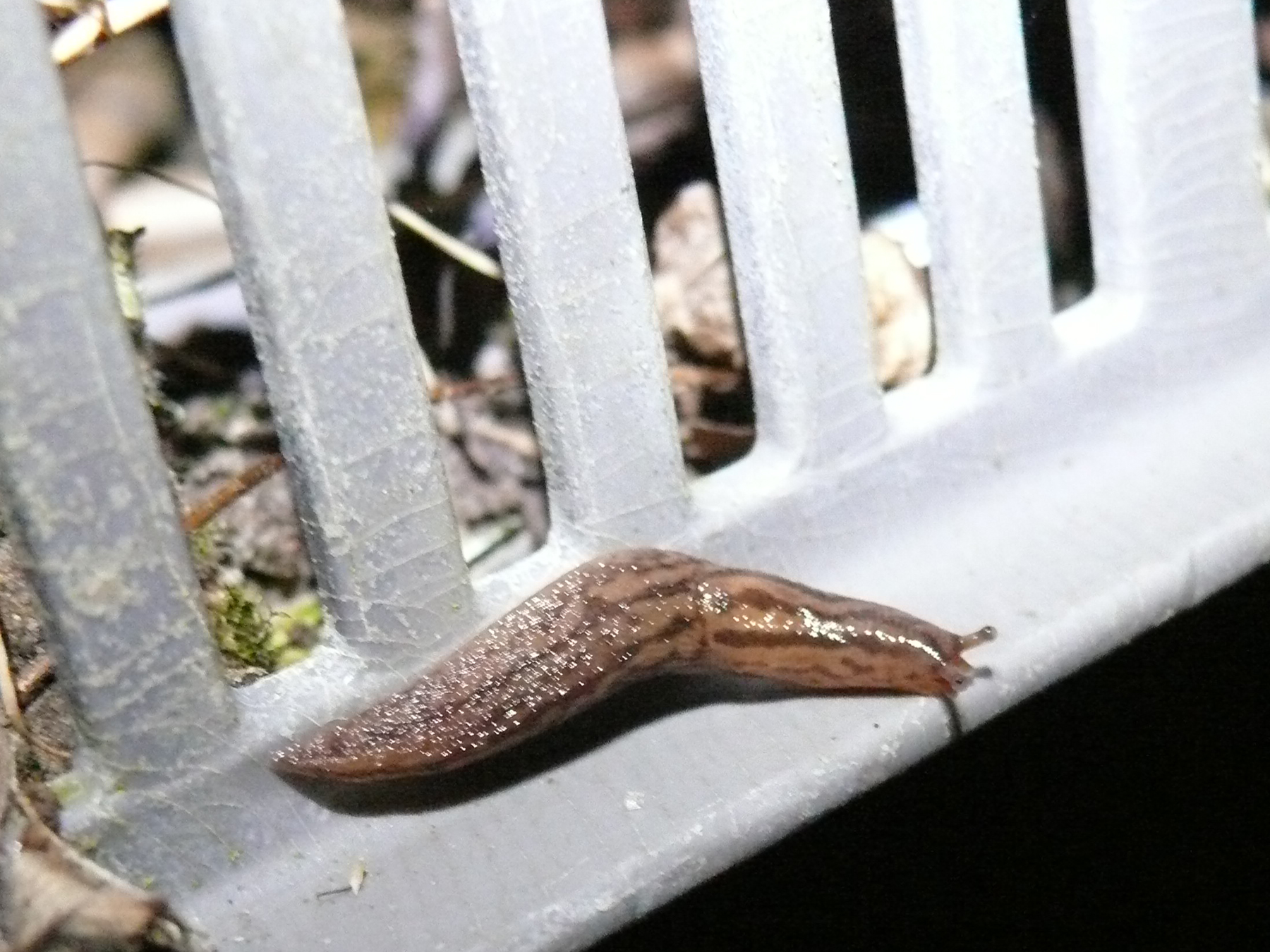 Limace en recherche de pousse d'hosta