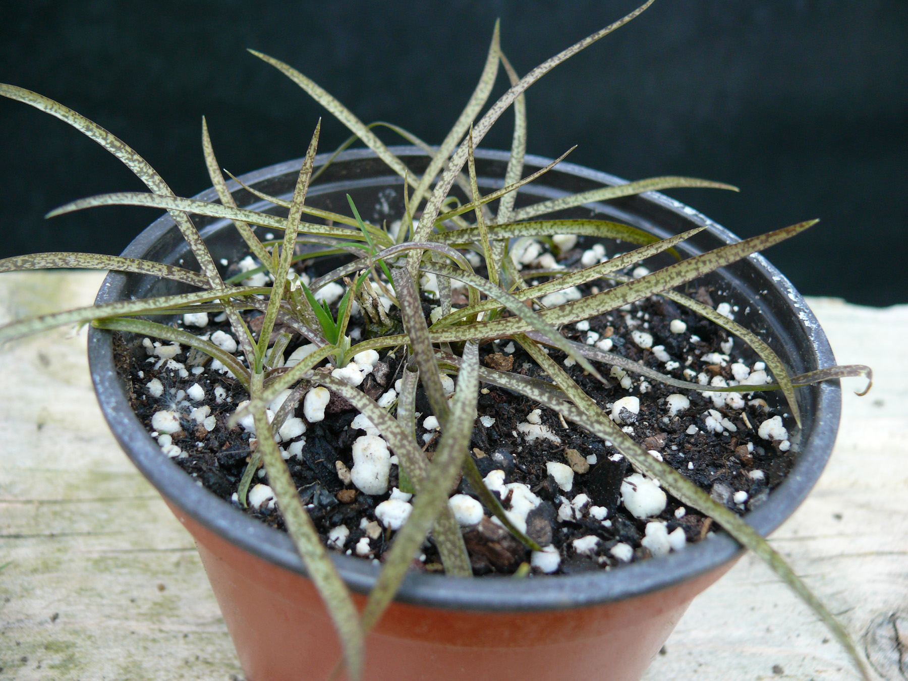 Arthropodium candidum purpureum