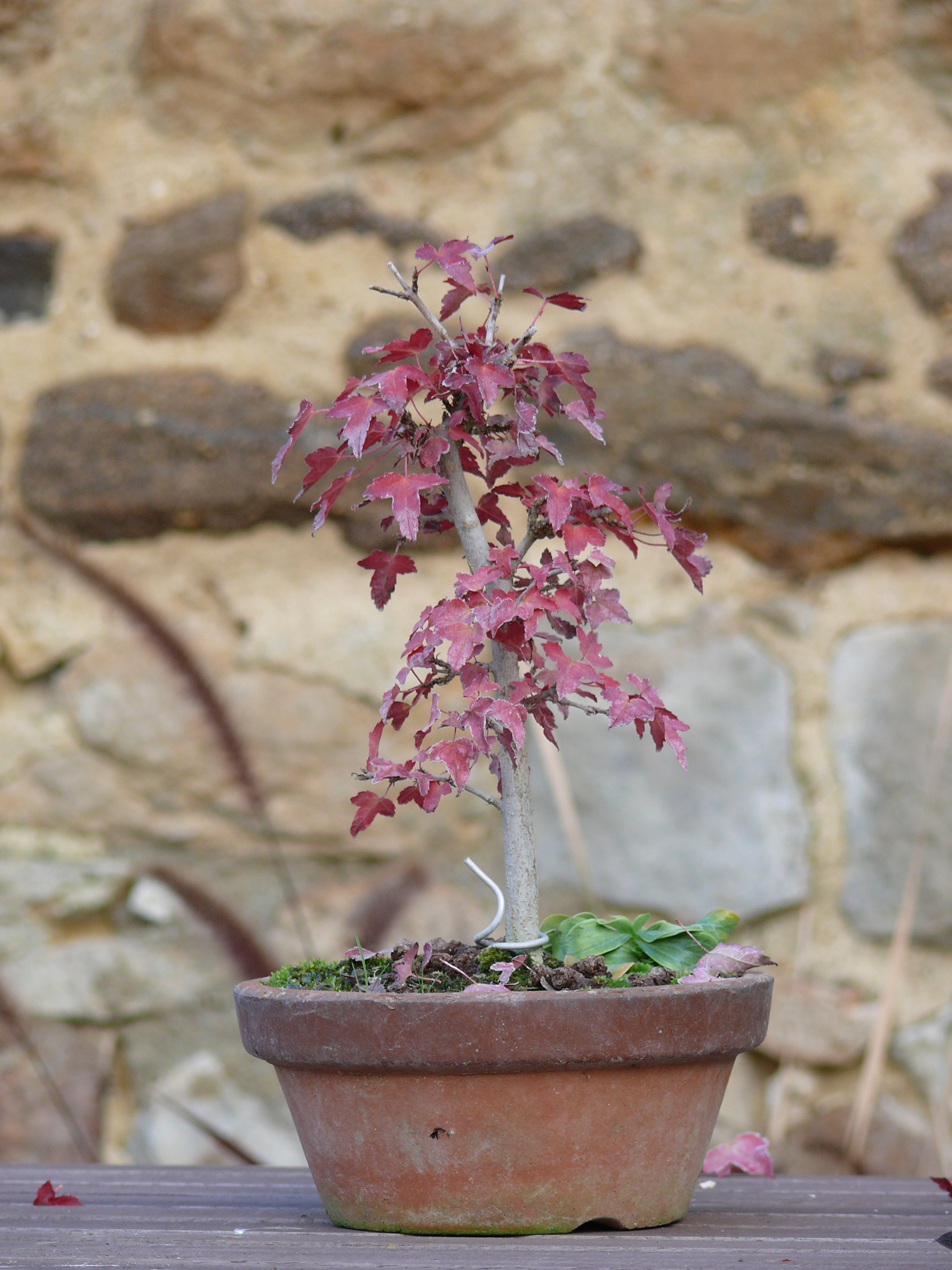 Acer buergerianum en automne
