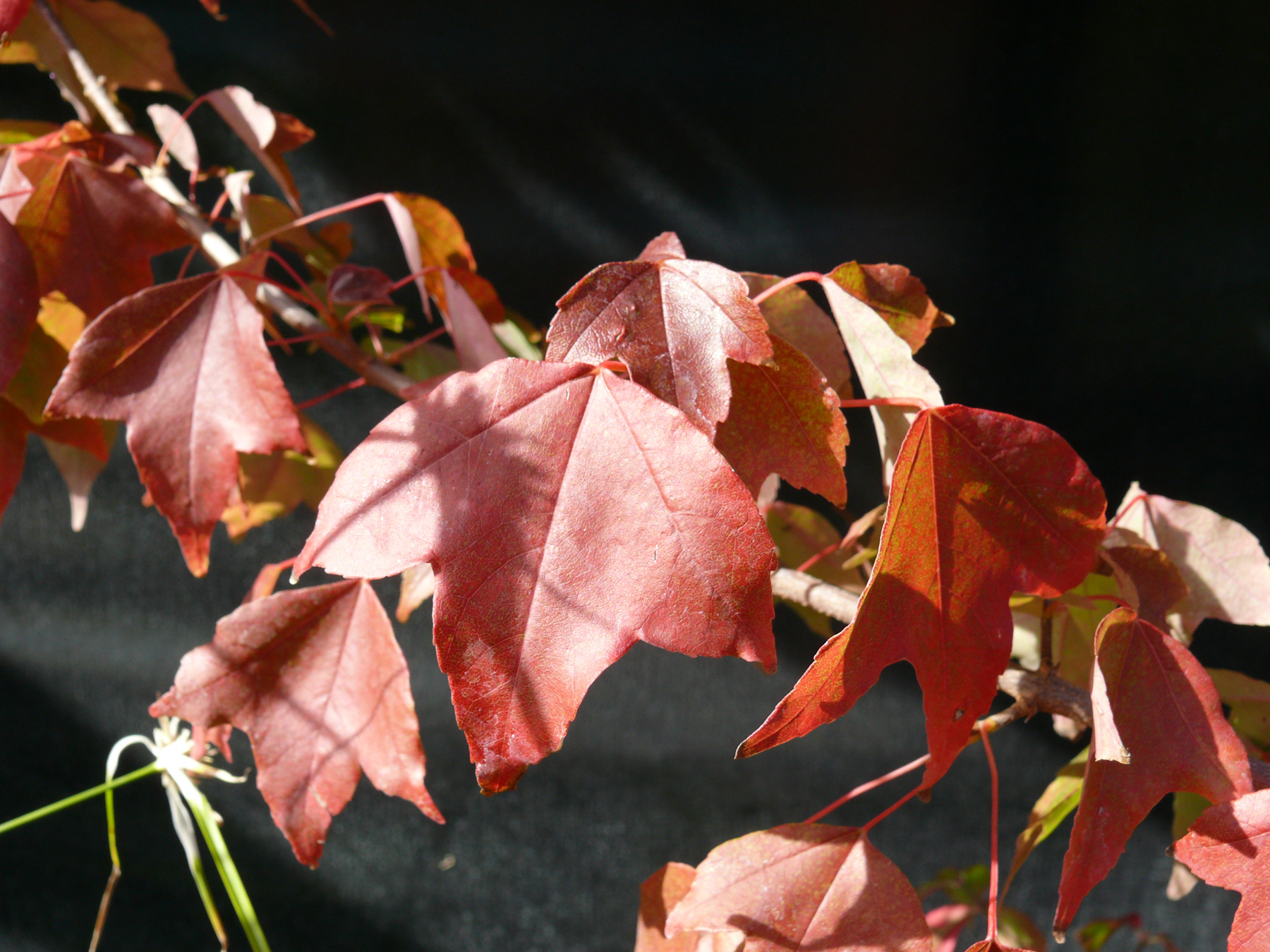 Acer buergerianum autumnal leaves