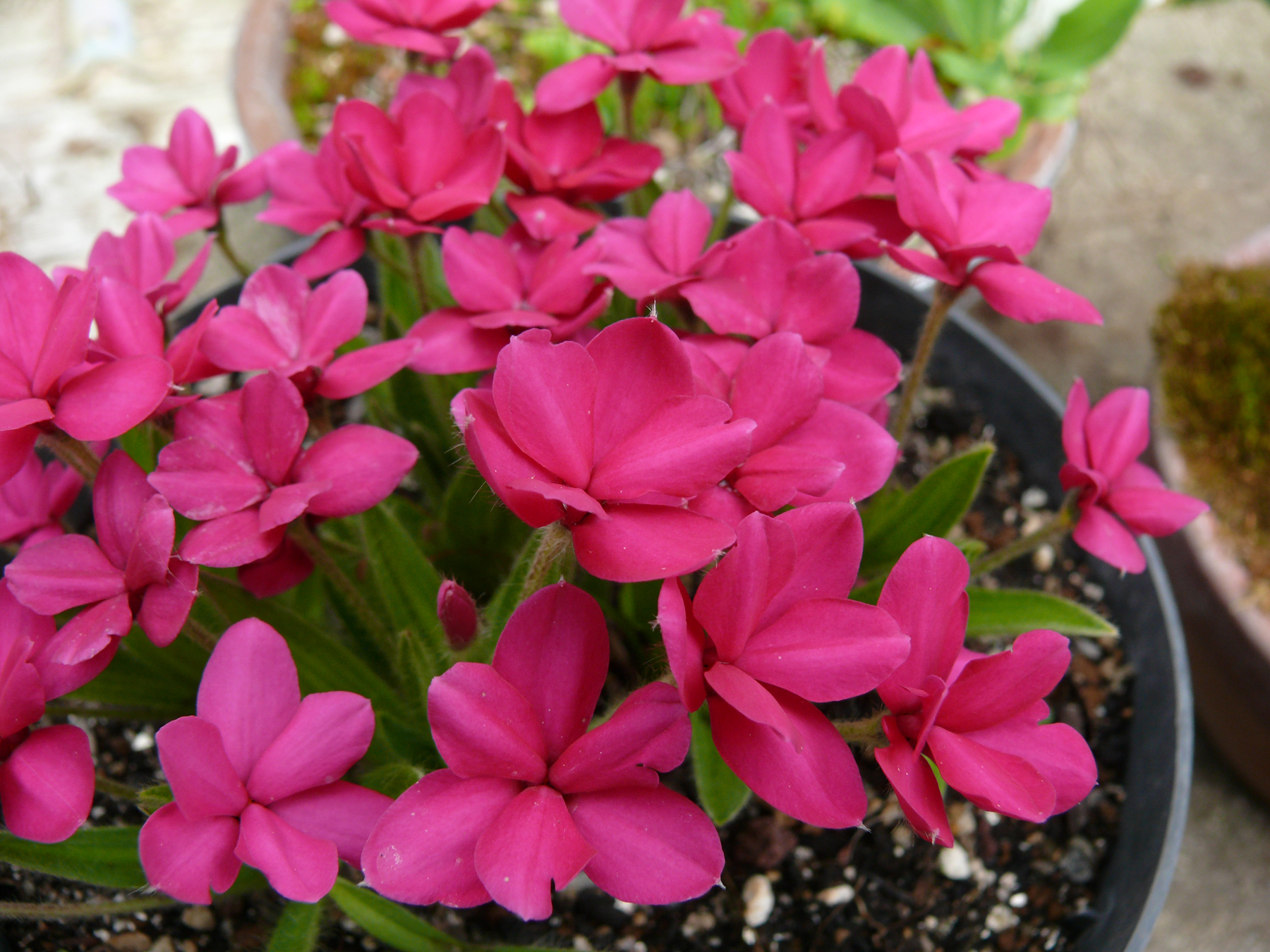 Rhodohypoxis Great Scott