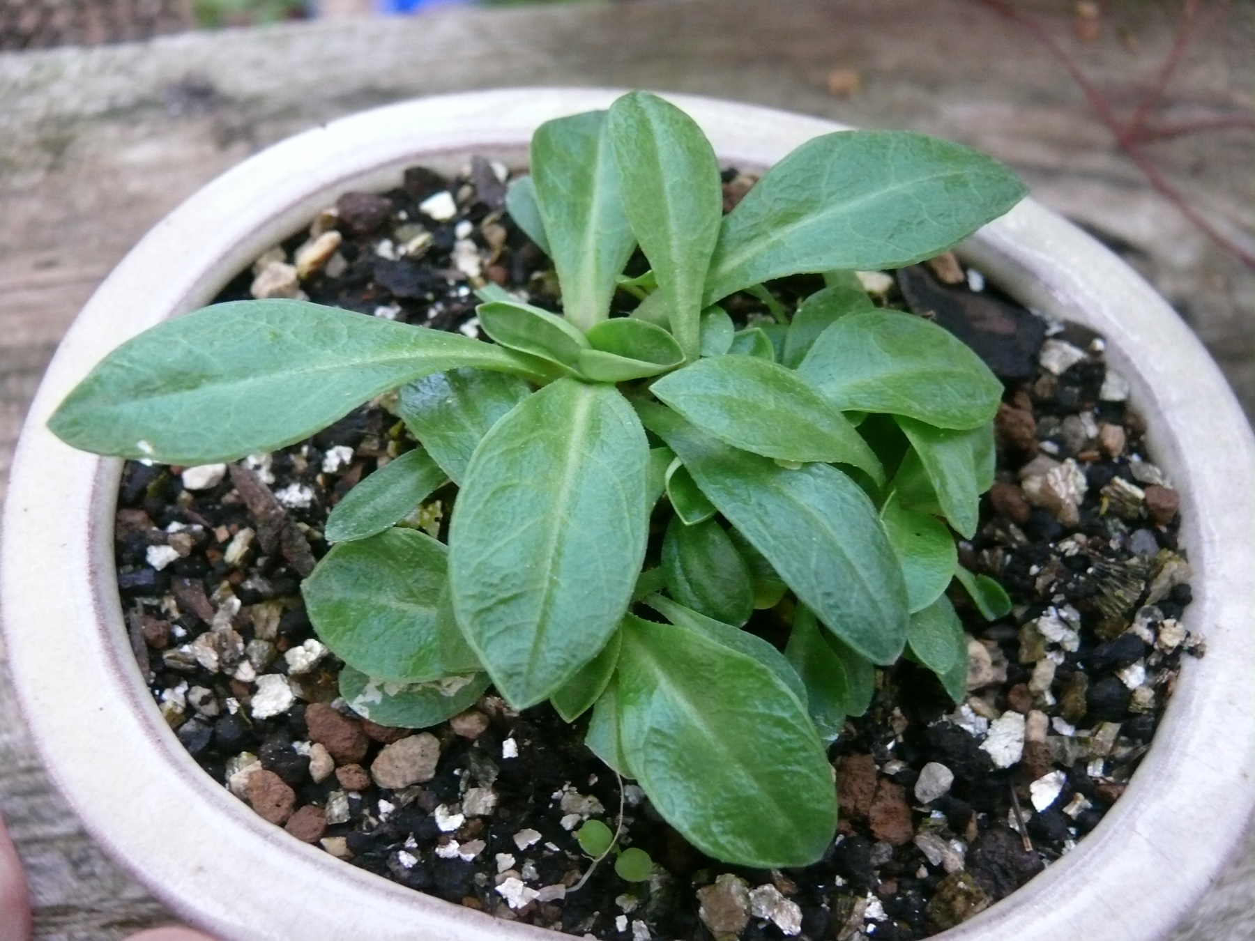 plante inconnue