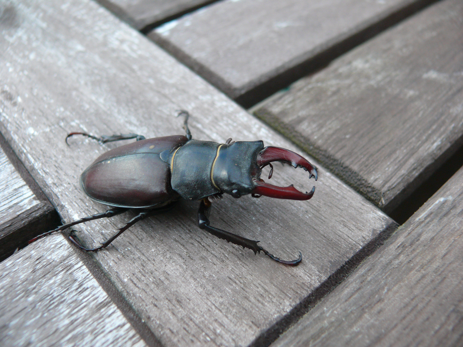 lucanus cervus cerf-volant