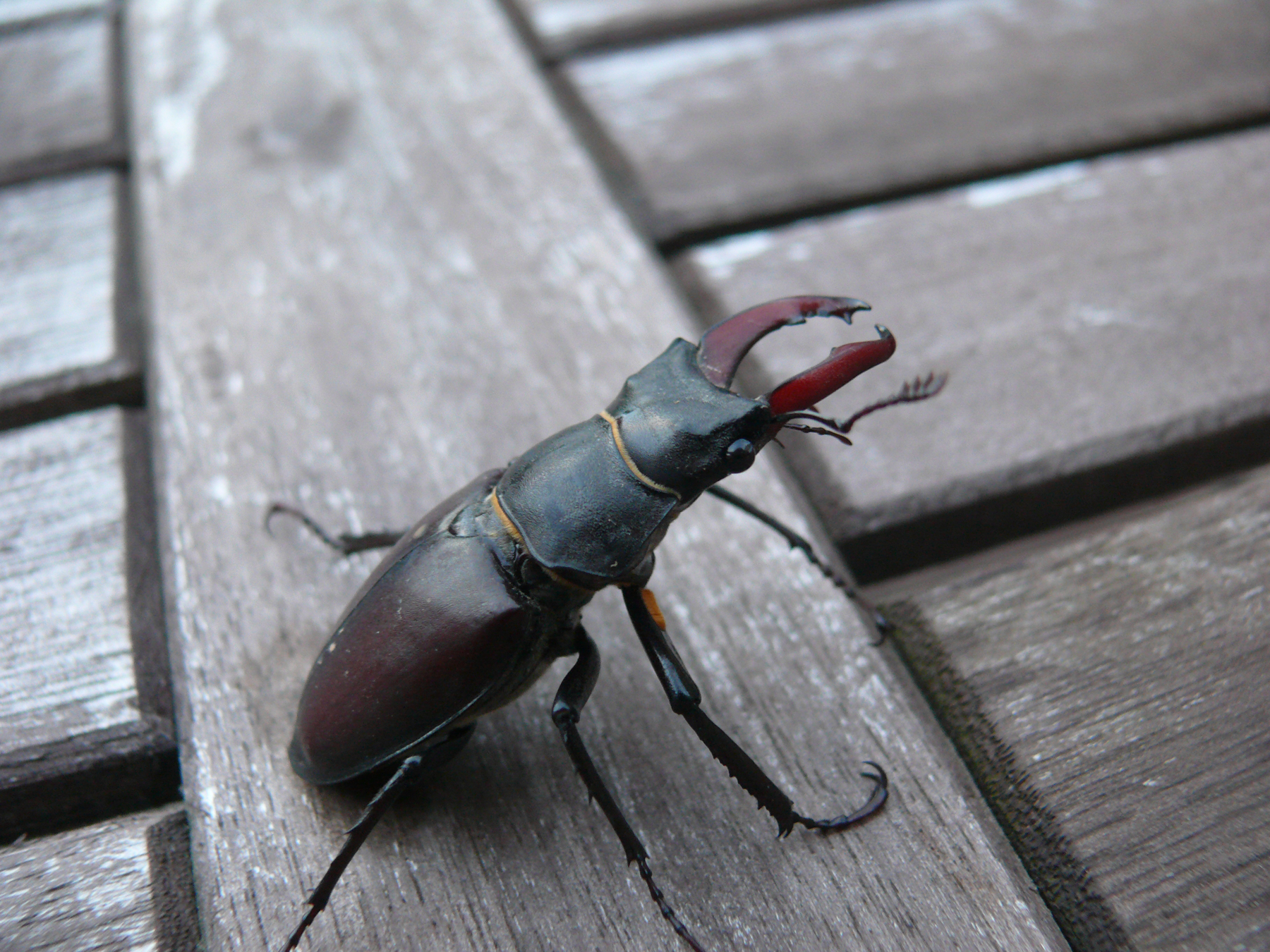 Cerfvolant, le plus gros insecte d’Europe